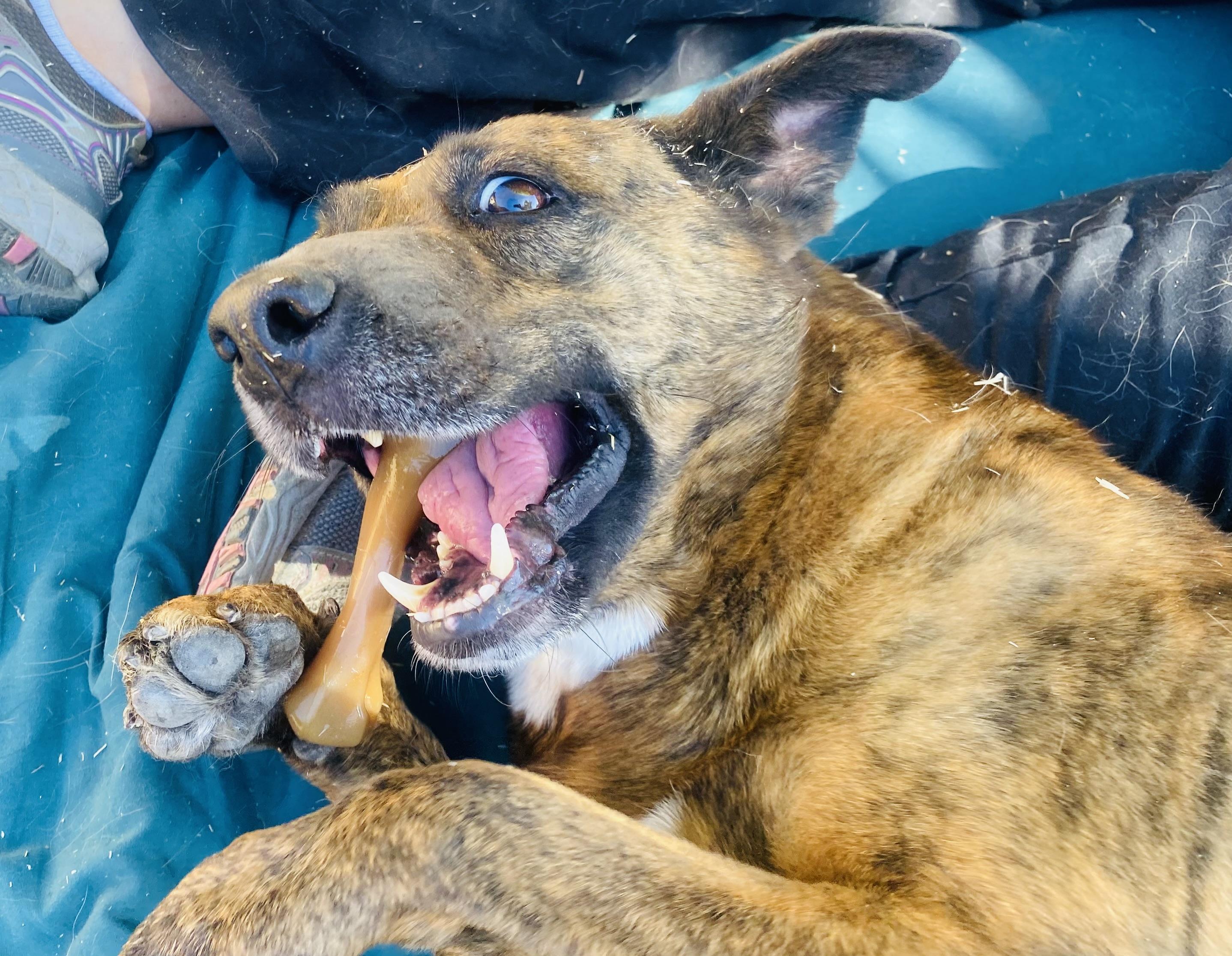 Simone (bonded with Joey), a Adoptable mixed breed in Phoenix, AZ image 5/6