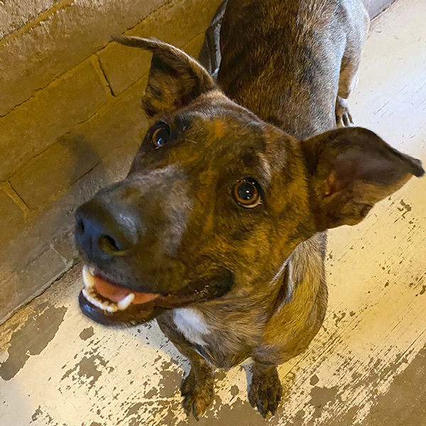 Simone (bonded with Joey), a Adoptable mixed breed in Phoenix, AZ image 1/6