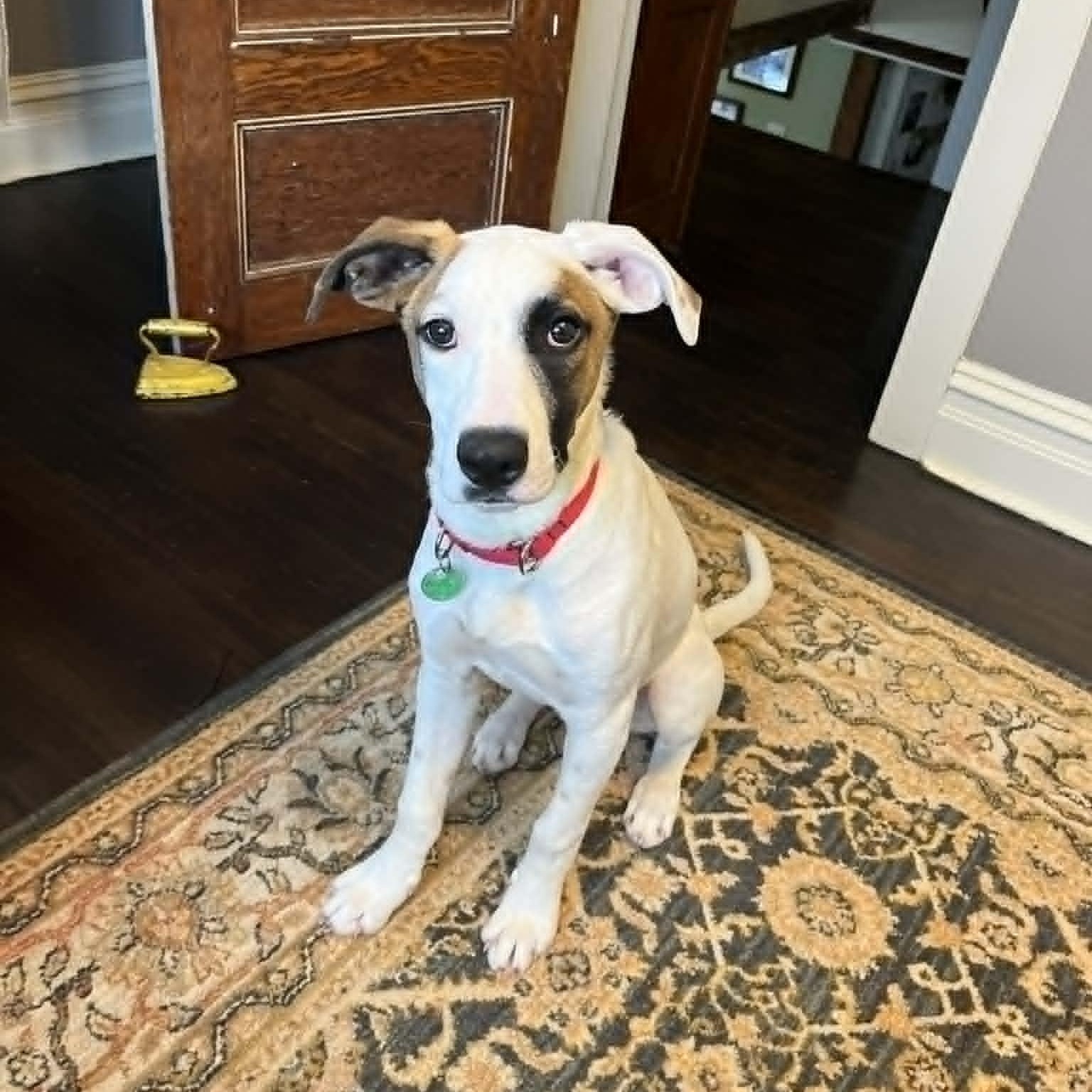 Salem, a ADOPTABLE mixed breed in Danbury, CT image 2/5