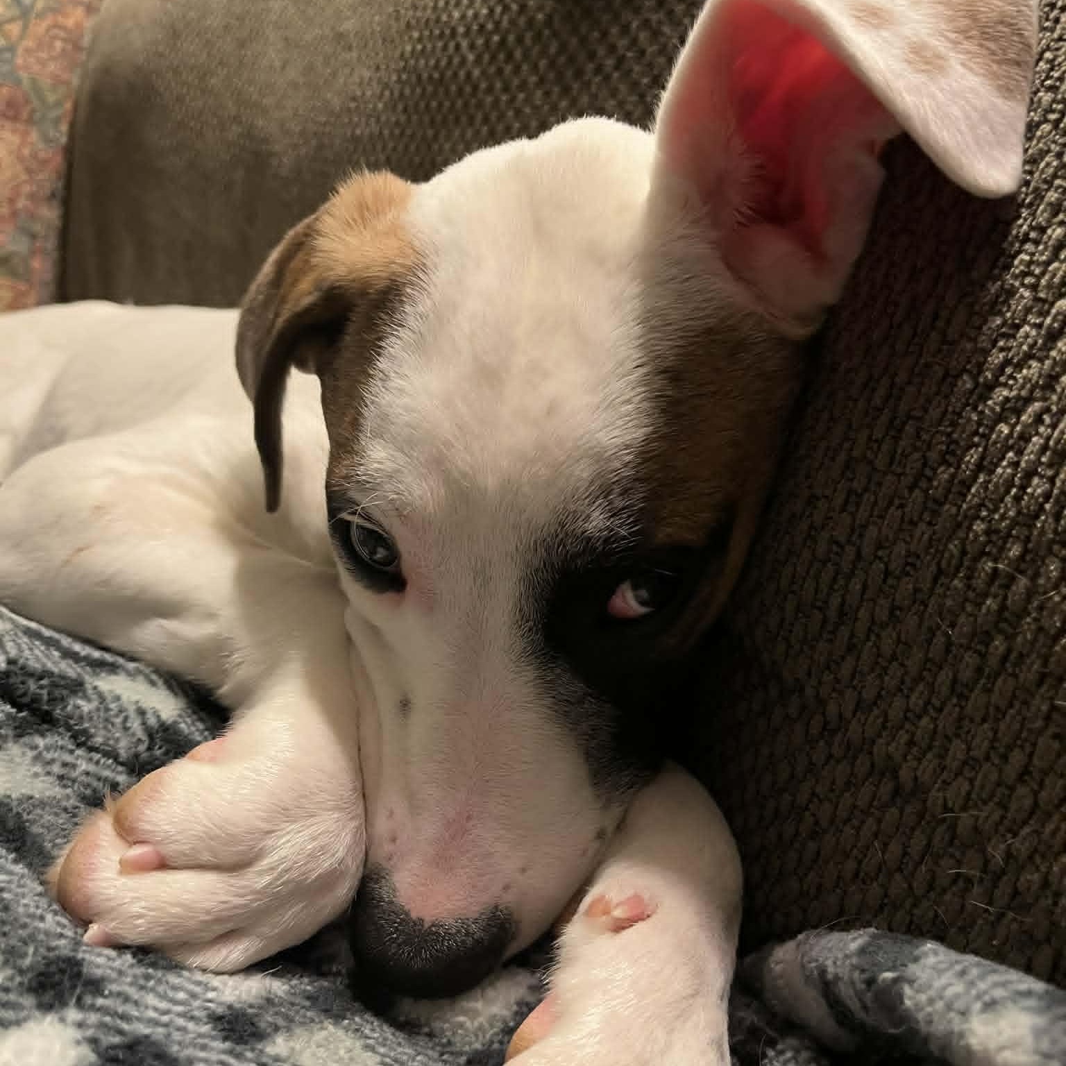 Salem, a ADOPTABLE mixed breed in Danbury, CT image 3/5