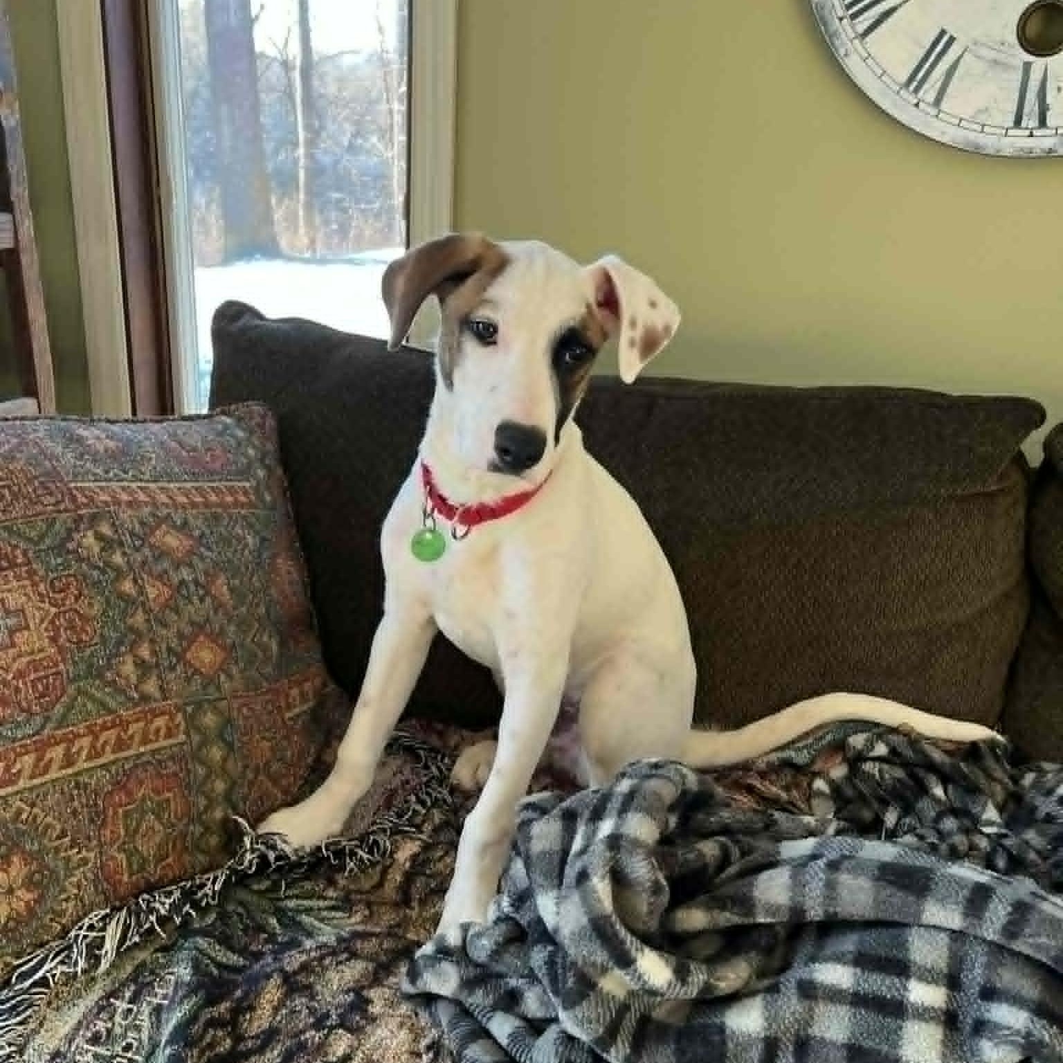 Salem, a ADOPTABLE mixed breed in Danbury, CT image 4/5