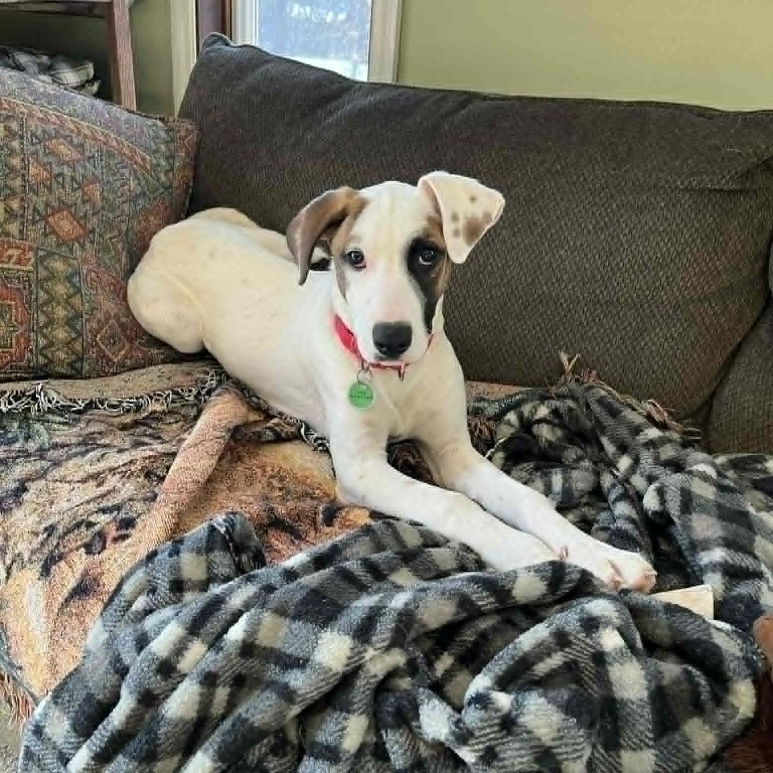 Salem, a ADOPTABLE mixed breed in Danbury, CT image 1/5