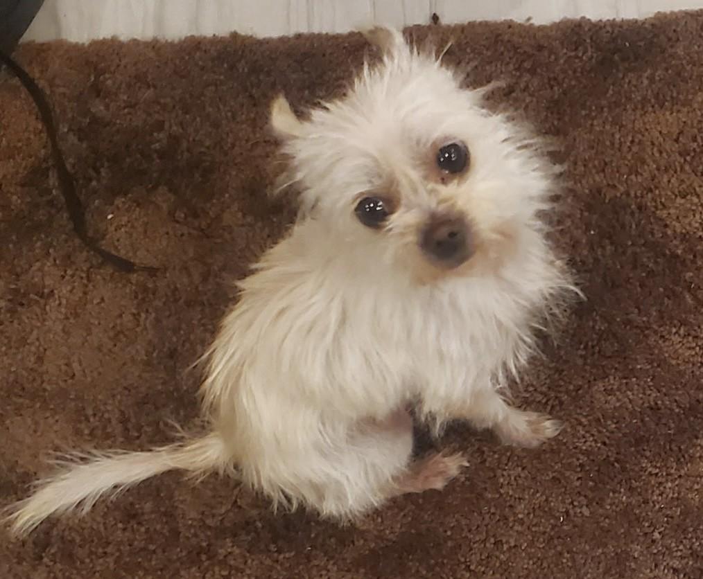 Enlarge ELSA, a ADOPTABLE mixed breed in fort worth, TX image 3/6