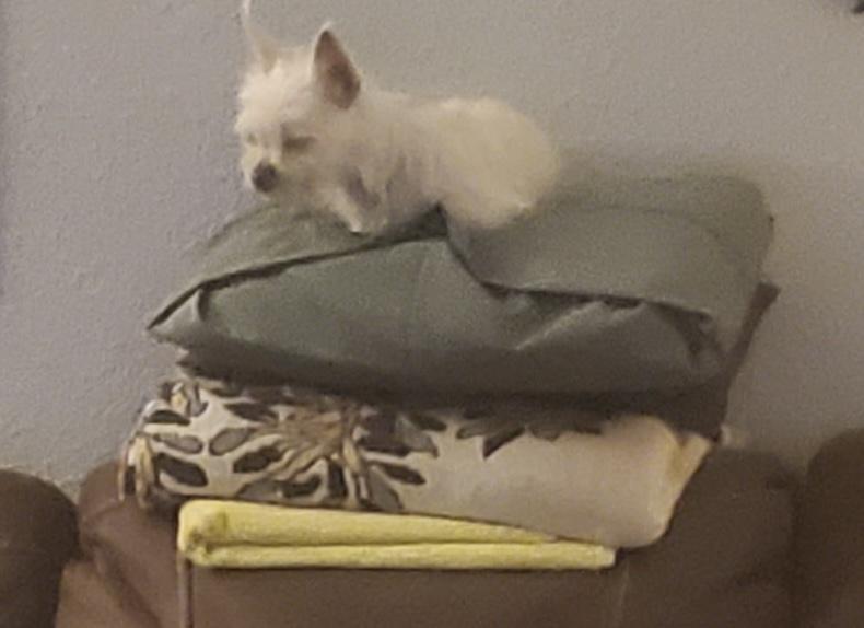 ELSA — thumbnail 4