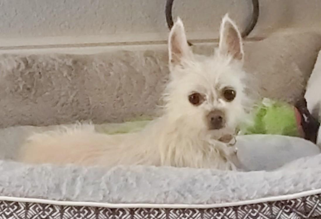 Enlarge ELSA, a ADOPTABLE mixed breed in fort worth, TX image 5/6