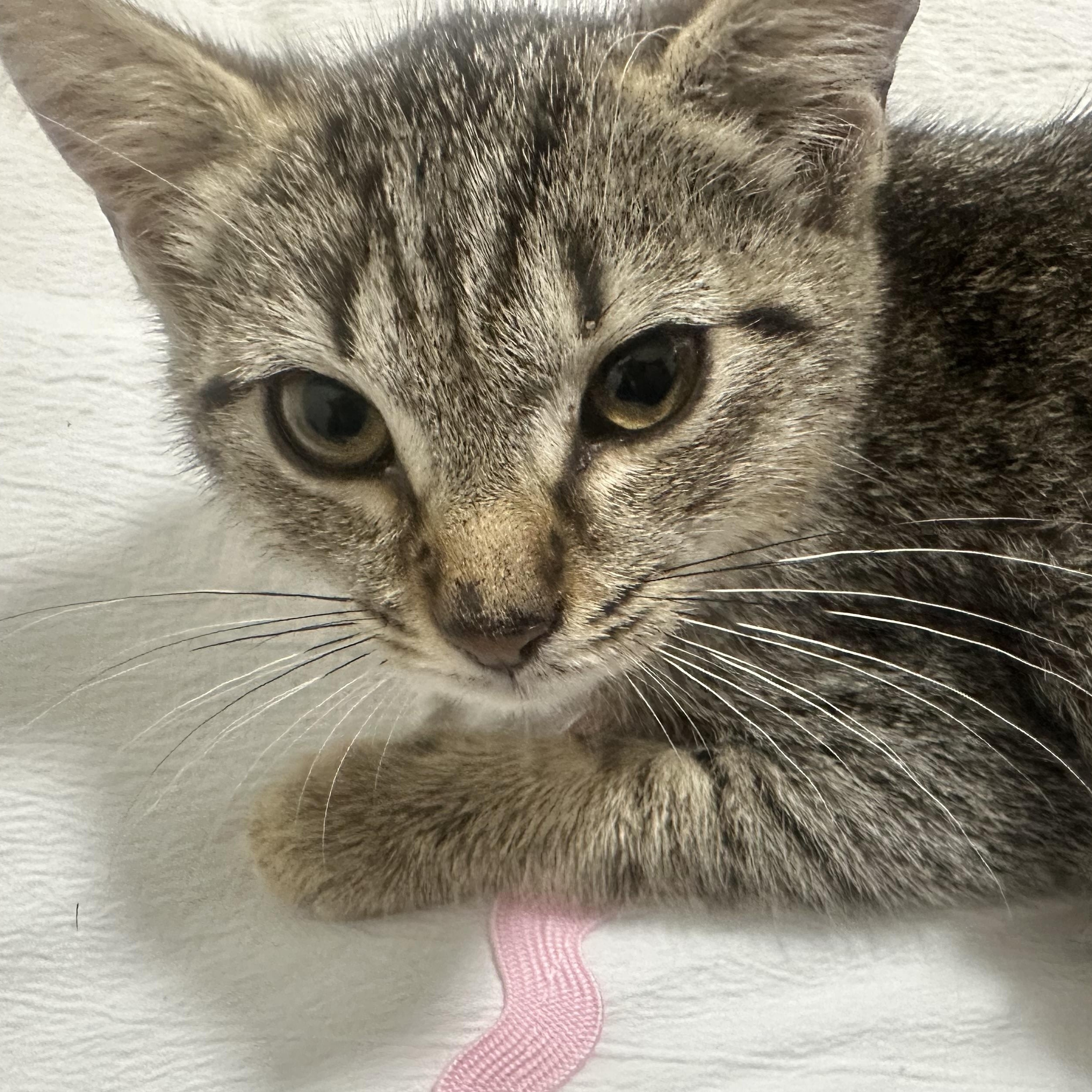 Enlarge New Tiger Kitten Coming In, a ADOPTABLE Domestic Short Hair in Clifton, NJ image 1/1