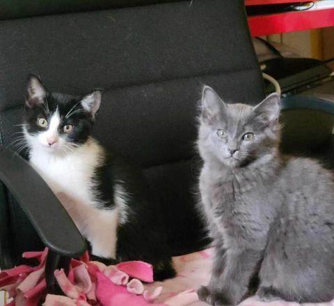 Frankie, Adopted, Kitten Female Domestic Short Hair.