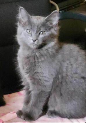 Enlarge Frankie, a Adopted Domestic Short Hair in Lafayette, CO image 2/2