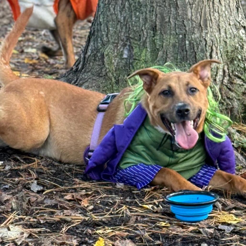 Enlarge Cyclops, a Adoptable Mixed Breed in Red House, WV image 2/3