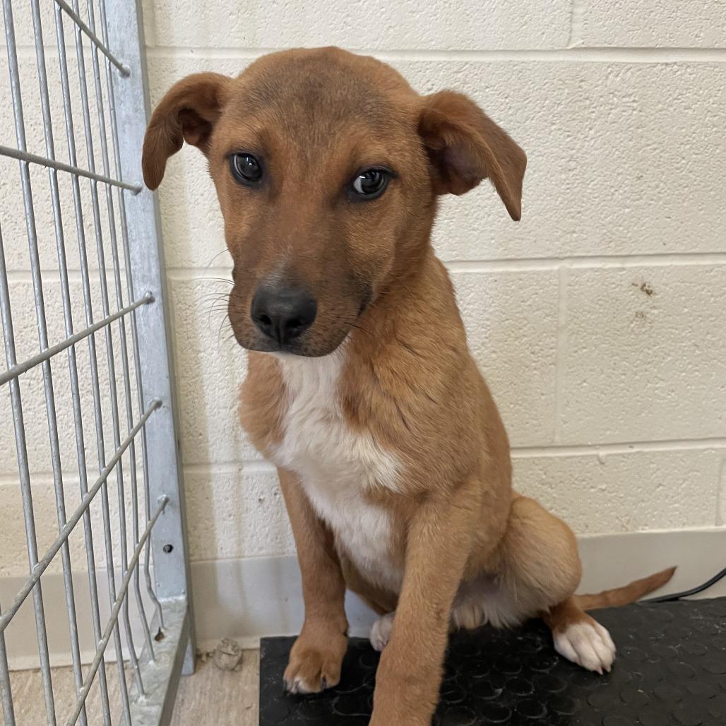 Enlarge Cyclops, a Adoptable Mixed Breed in Red House, WV image 3/3