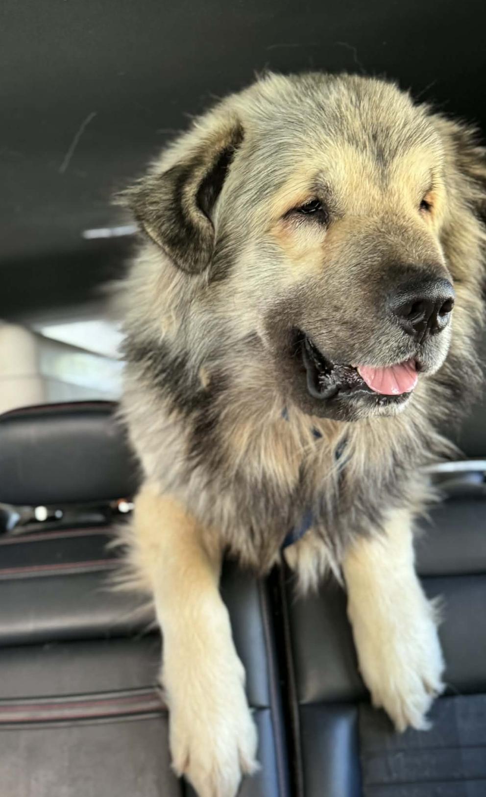 Enlarge BIG ONE , an adopted mixed breed in Andover, NH image 5/6