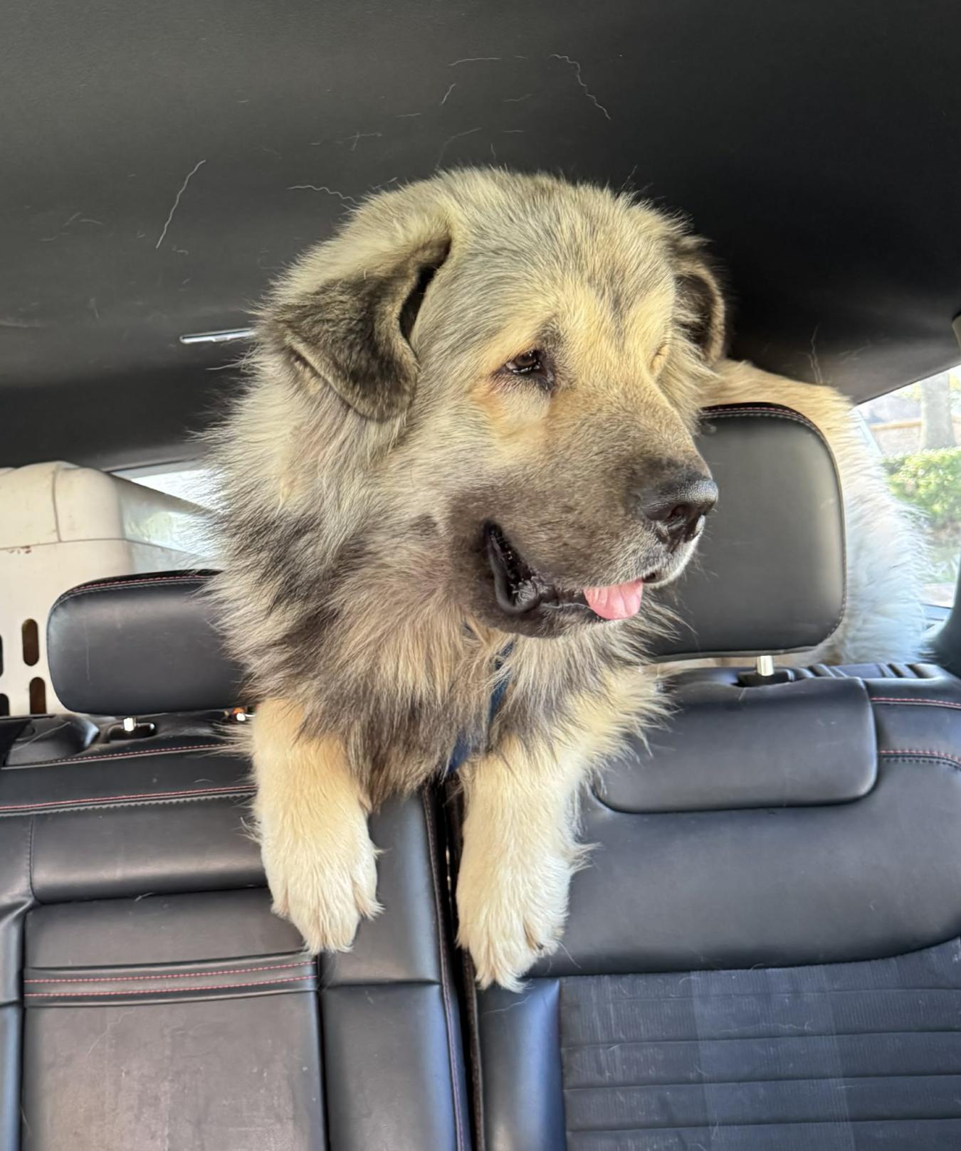 Enlarge BIG ONE , an adopted mixed breed in Andover, NH image 6/6