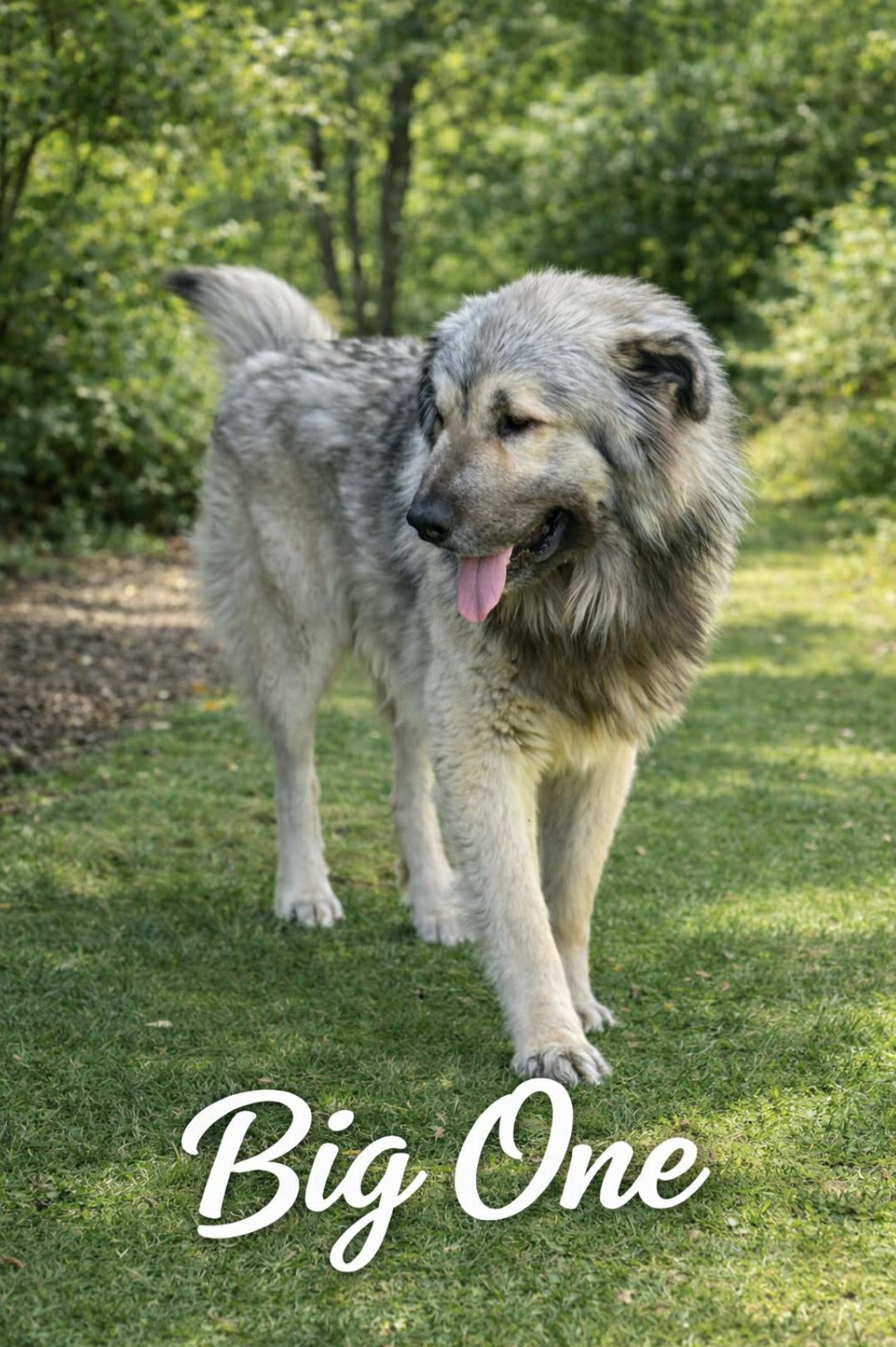 Enlarge BIG ONE , an adopted mixed breed in Andover, NH image 3/6