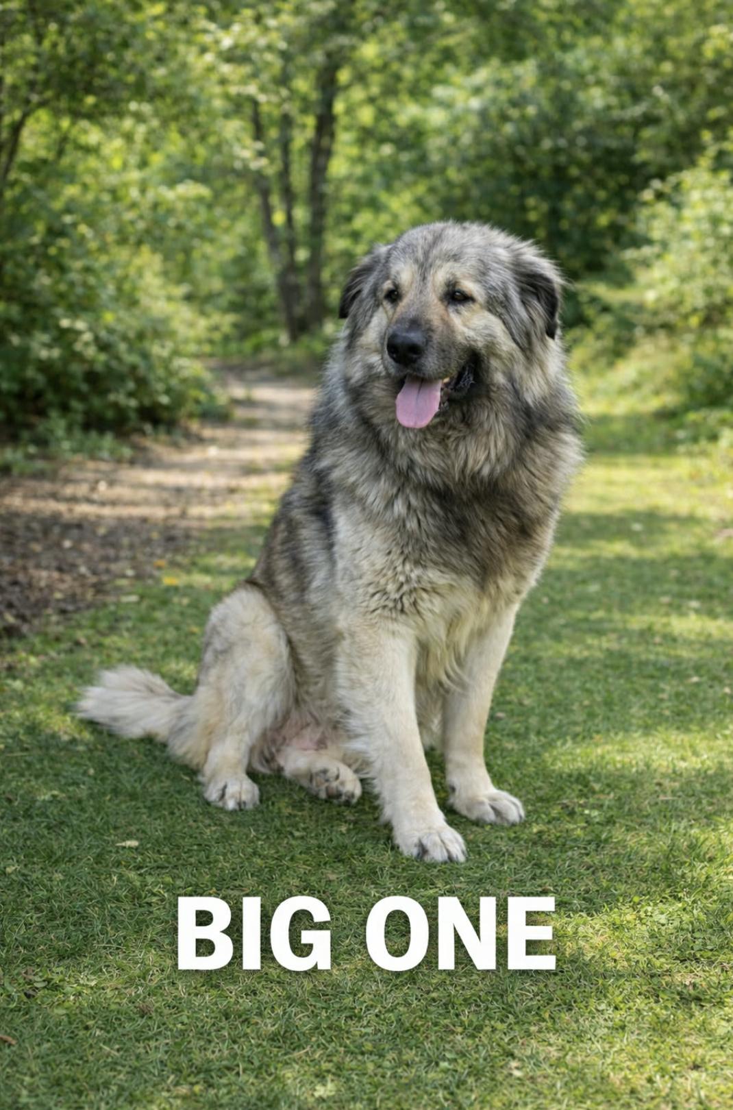 Enlarge BIG ONE , an adopted mixed breed in Andover, NH image 2/6