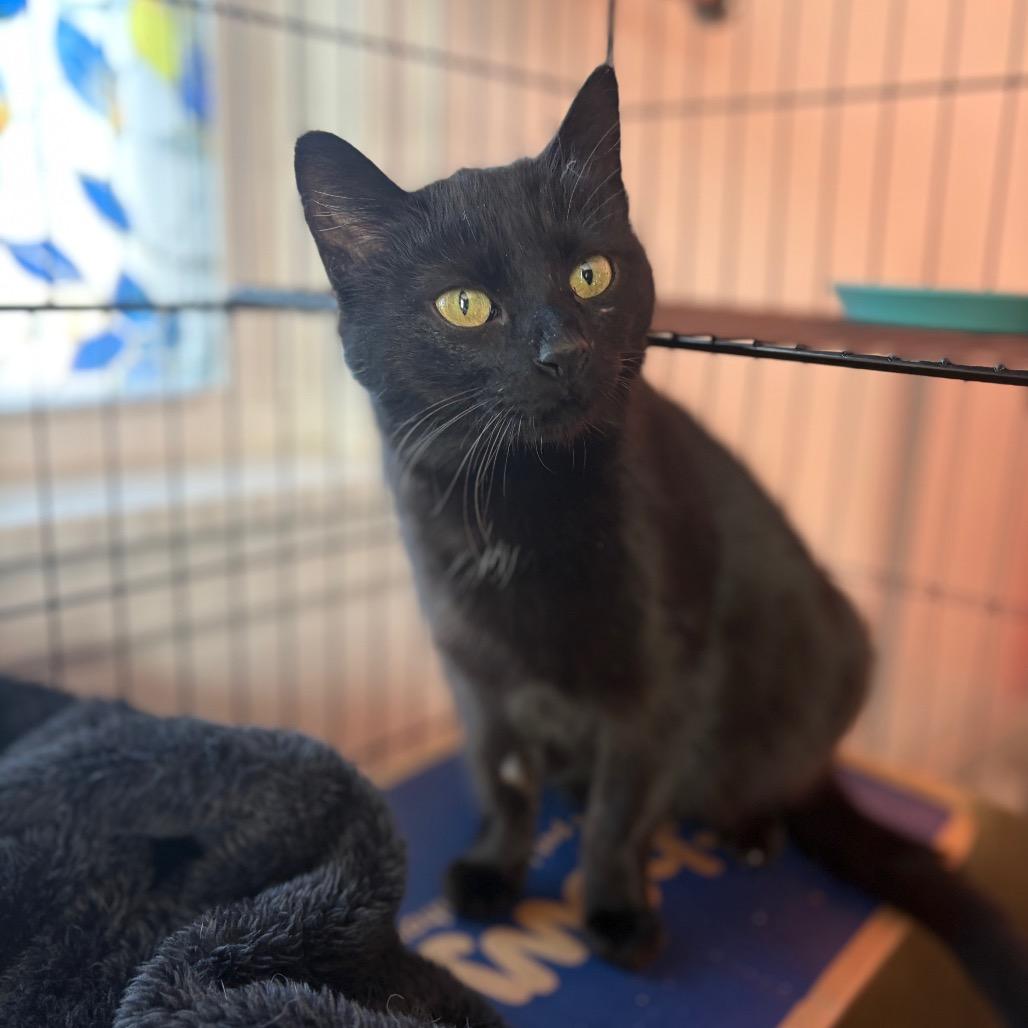 Enlarge Cobbler, a Adoptable Domestic Short Hair in Lexington, KY image 1/5