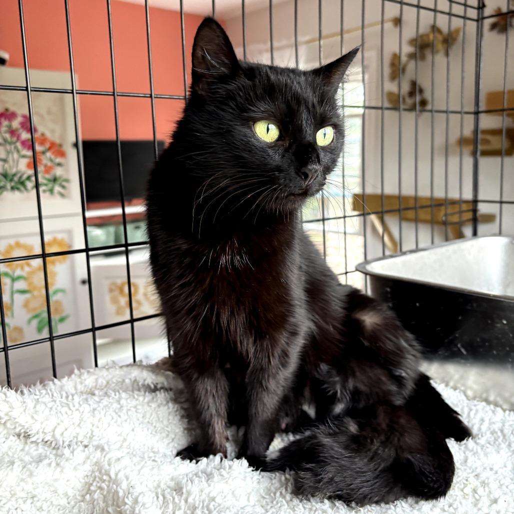 Enlarge Cobbler, a Adoptable Domestic Short Hair in Lexington, KY image 2/5