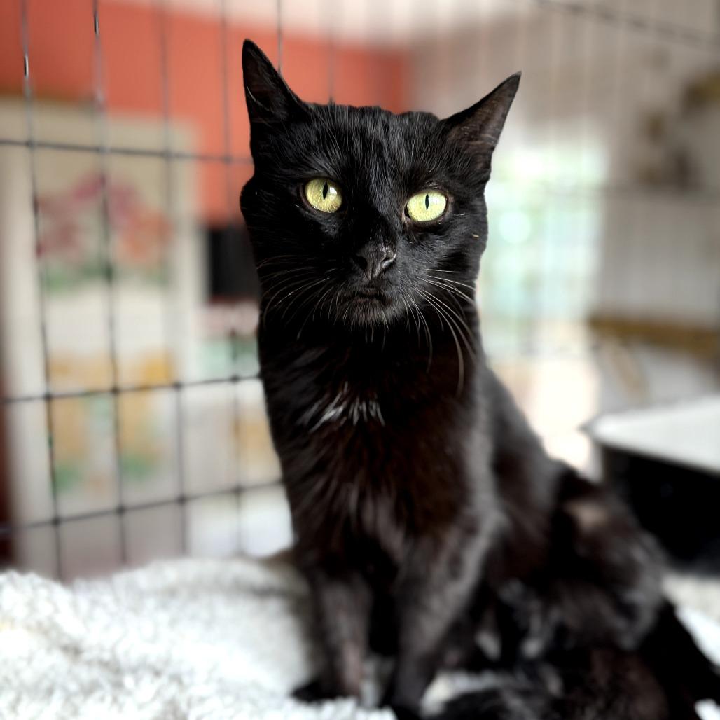 Enlarge Cobbler, a Adoptable Domestic Short Hair in Lexington, KY image 3/5