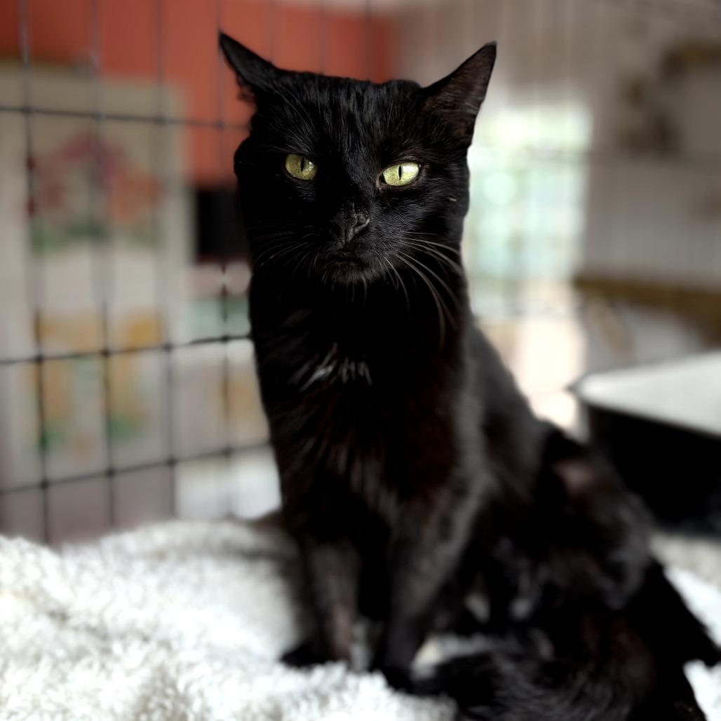 Enlarge Cobbler, a Adoptable Domestic Short Hair in Lexington, KY image 4/5