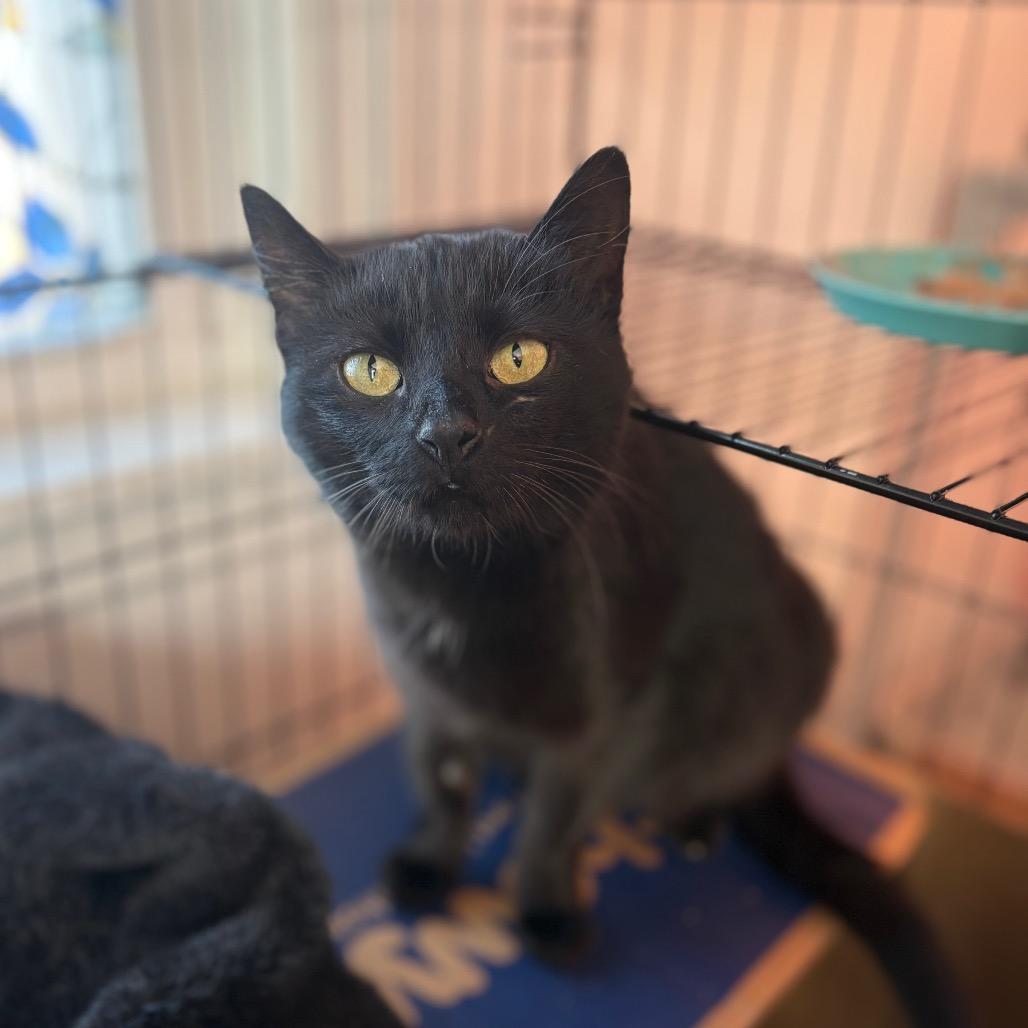 Enlarge Cobbler, a Adoptable Domestic Short Hair in Lexington, KY image 5/5