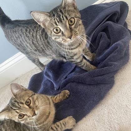 Khajitt, Adoptable, Kitten Female Domestic Short Hair & Domestic Short Hair.