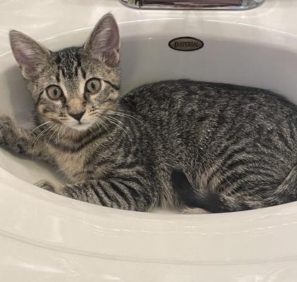 Khajitt, a Adoptable Domestic Short Hair in Elk Grove Village, IL image 2/3