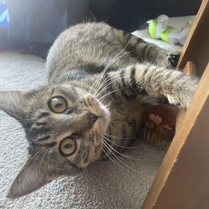 Khajitt, Adoptable, Kitten Female Domestic Short Hair & Domestic Short Hair.