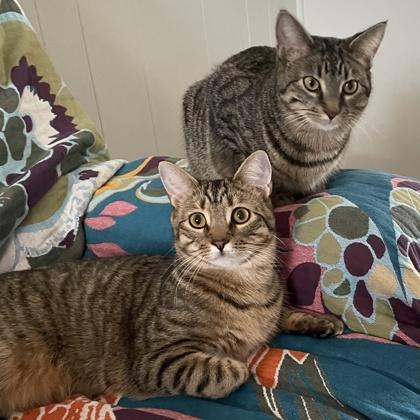 Enlarge Khajitt, a Adoptable Domestic Short Hair in Elk Grove Village, IL image 3/3