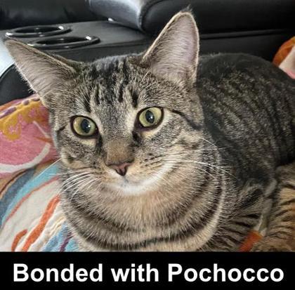 Enlarge Khajitt, a Adoptable Domestic Short Hair in Elk Grove Village, IL image 1/3