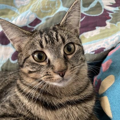 Khajitt, Adoptable, Young Female Domestic Short Hair & Domestic Short Hair.
