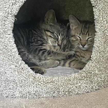 Khajitt, a Adoptable Domestic Short Hair in Elk Grove Village, IL image 3/3