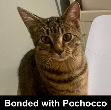 Enlarge Khajitt, a Adoptable Domestic Short Hair in Elk Grove Village, IL image 3/3