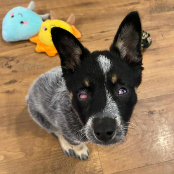 Echo, Adoptable, Puppy Female Australian Cattle Dog / Blue Heeler.