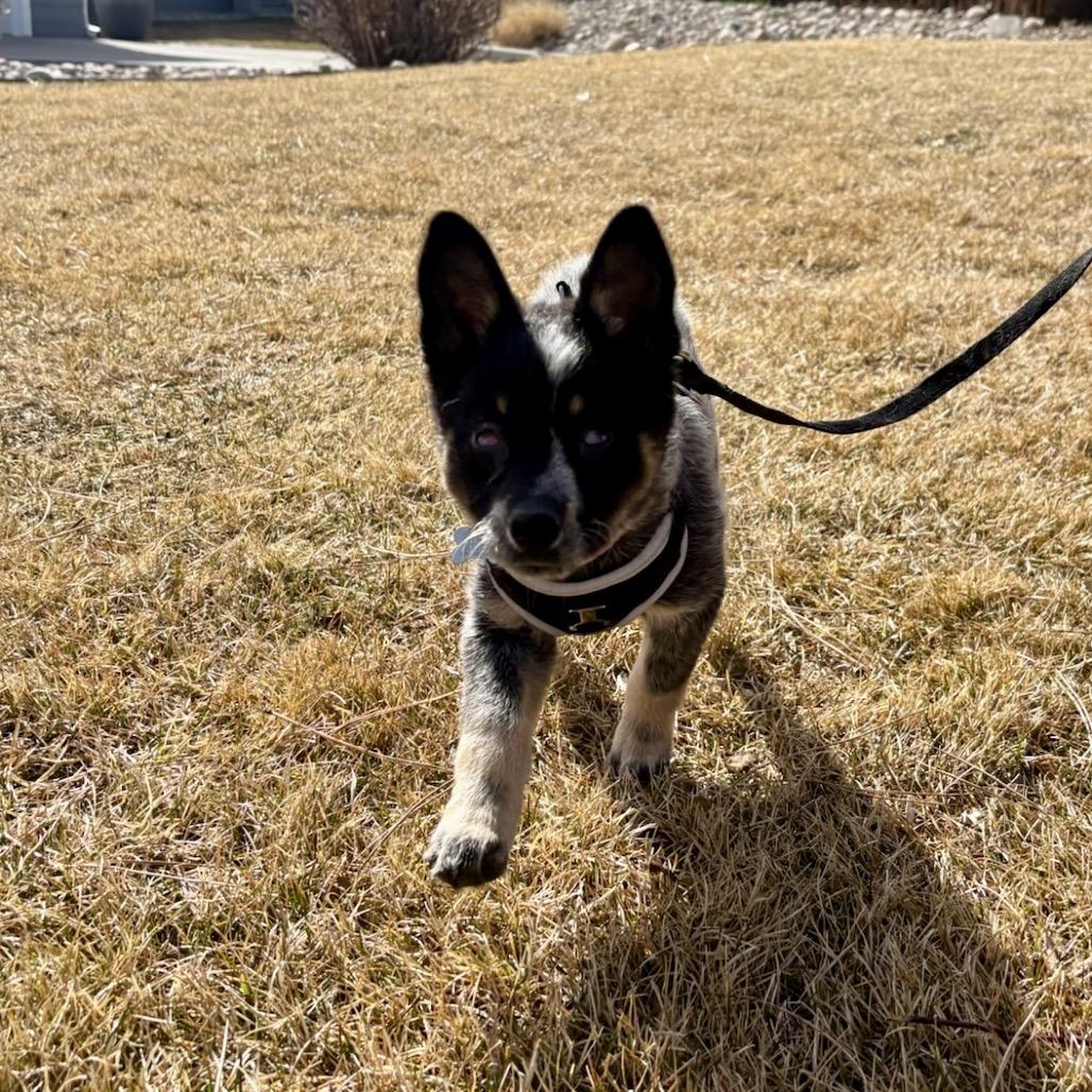 Enlarge Echo, a Adoptable mixed breed in Fort Collins, CO image 3/6