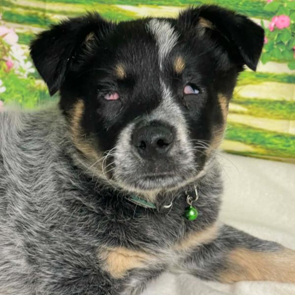 Enlarge Echo, a Adoptable mixed breed in Fort Collins, CO image 4/6
