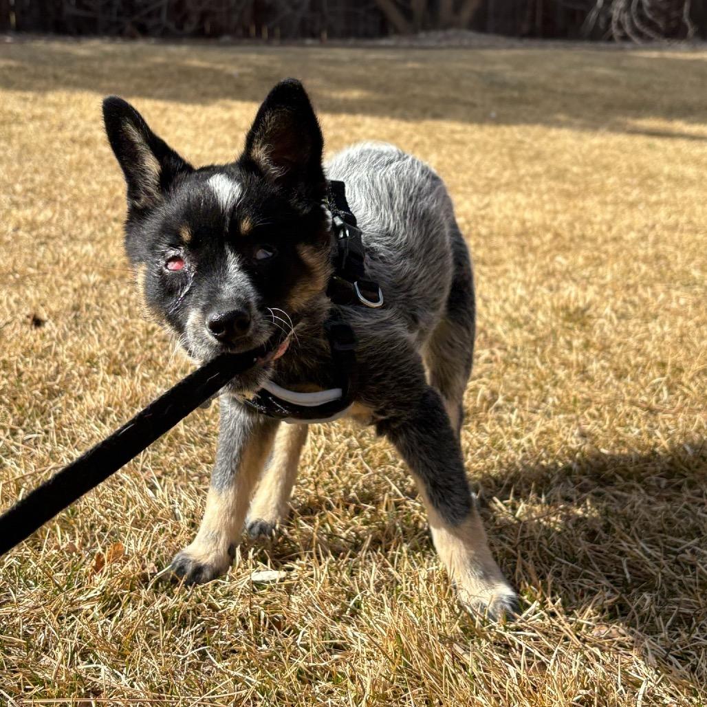 Enlarge Echo, a Adoptable mixed breed in Fort Collins, CO image 5/6