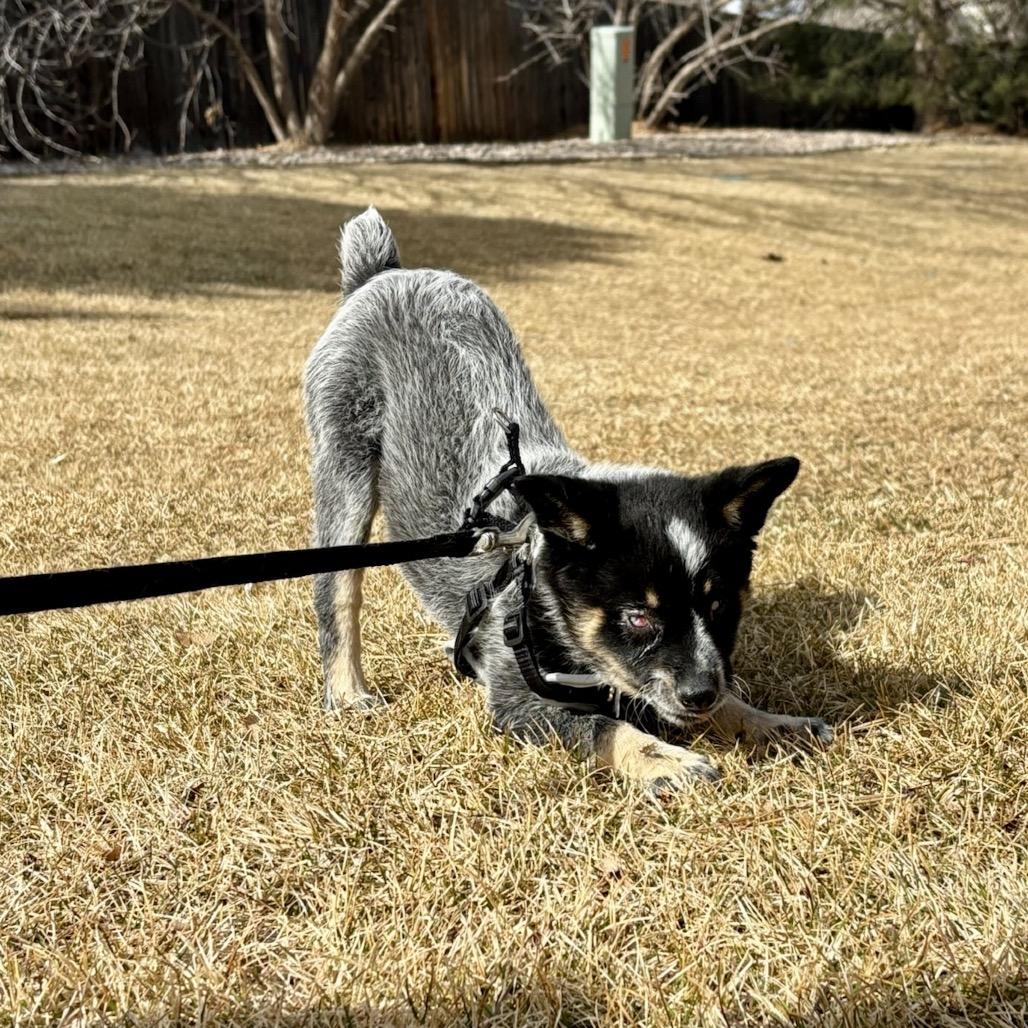 Enlarge Echo, a Adoptable mixed breed in Fort Collins, CO image 6/6