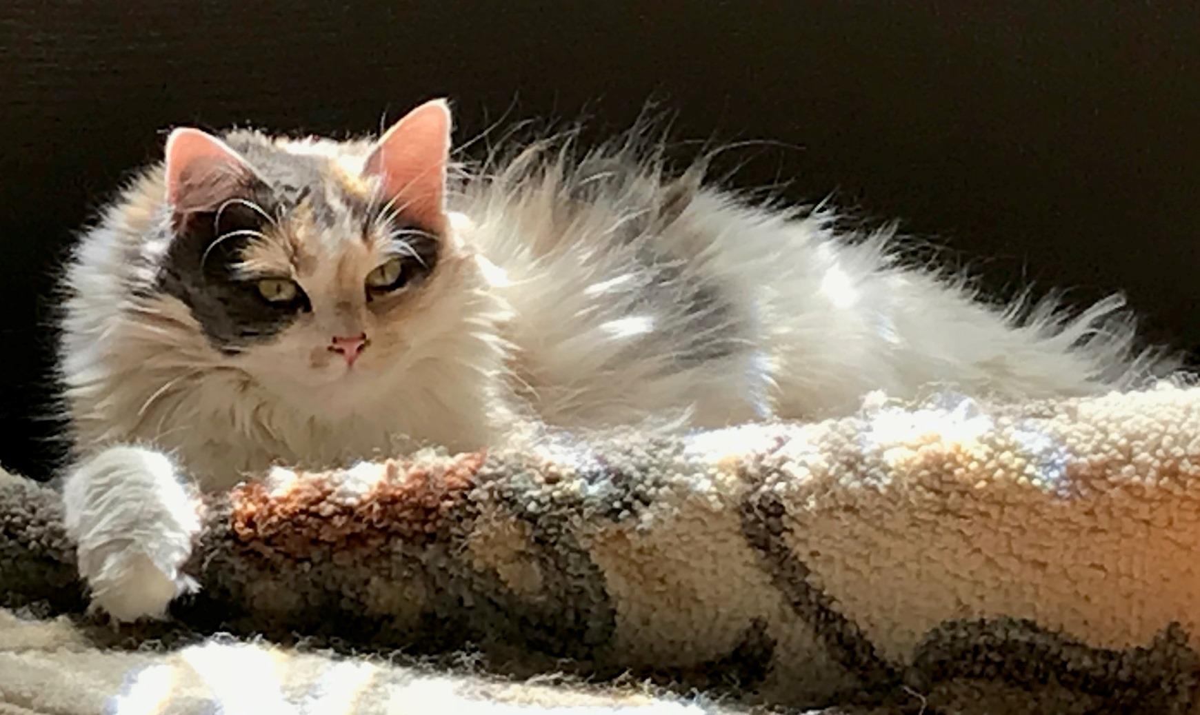 Enlarge Chloe, a Adopted Domestic Long Hair in Nolensville, TN image 1/5