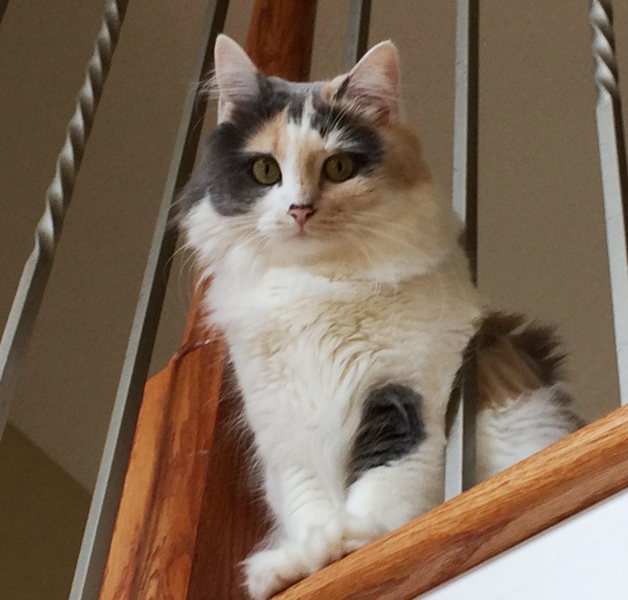 Chloe, Adopted, Adult Female Domestic Long Hair.