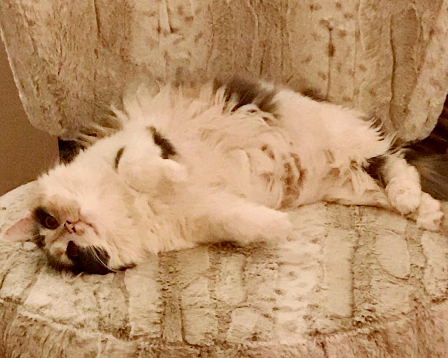 Enlarge Chloe, a Adopted Domestic Long Hair in Nolensville, TN image 3/5