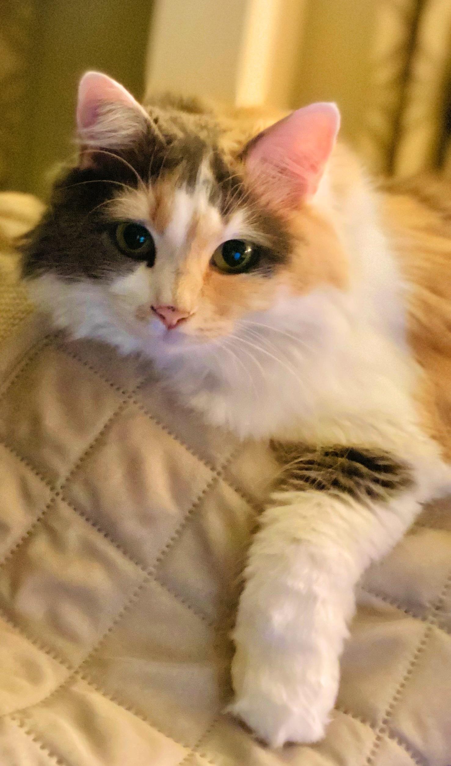 Enlarge Chloe, a Adopted Domestic Long Hair in Nolensville, TN image 4/5