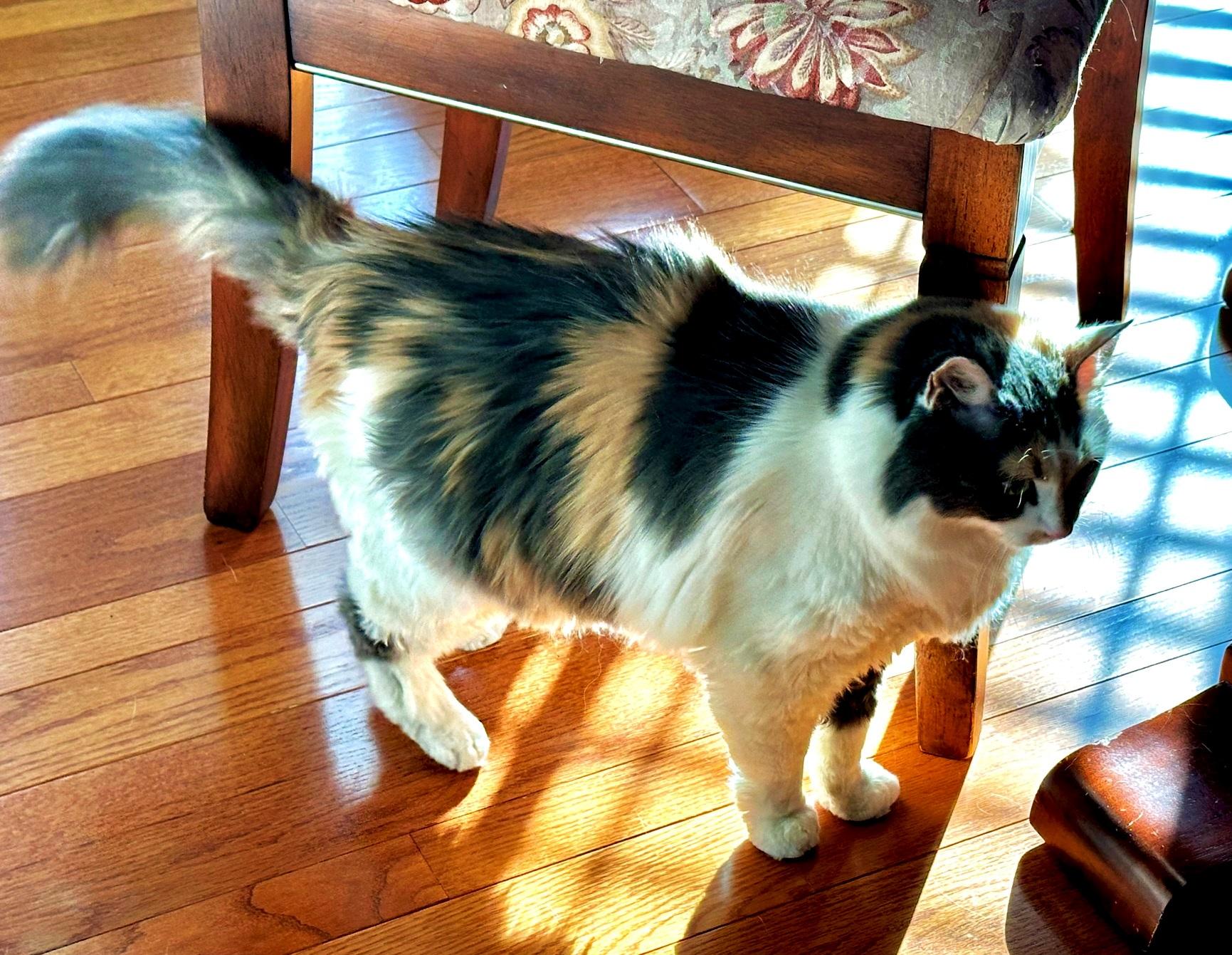 Enlarge Chloe, a Adopted Domestic Long Hair in Nolensville, TN image 5/5