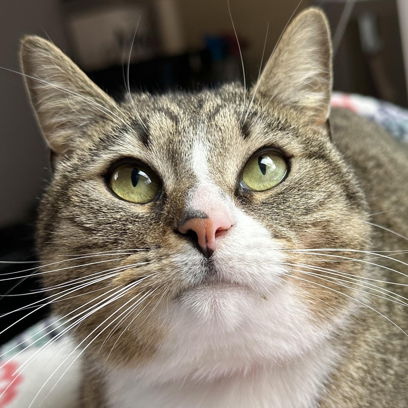 Angelique, adopted, Adult Female Domestic Short Hair.