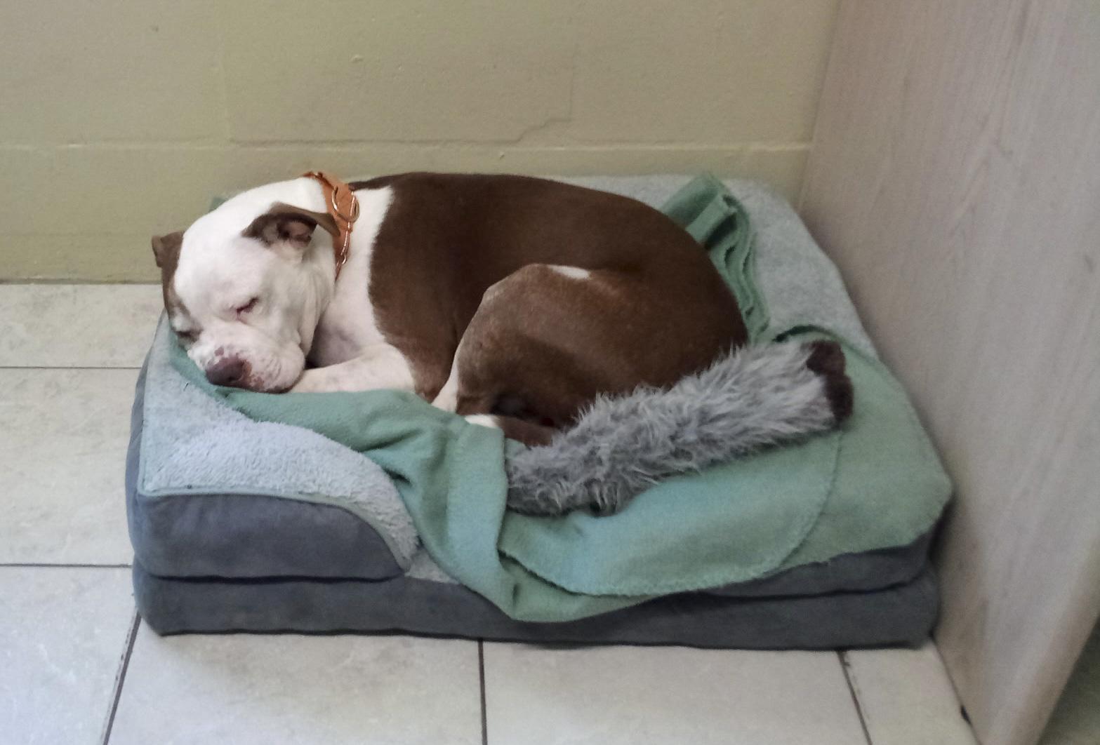 Enlarge Brick, a Adoptable mixed breed in Ruskin, FL image 1/6