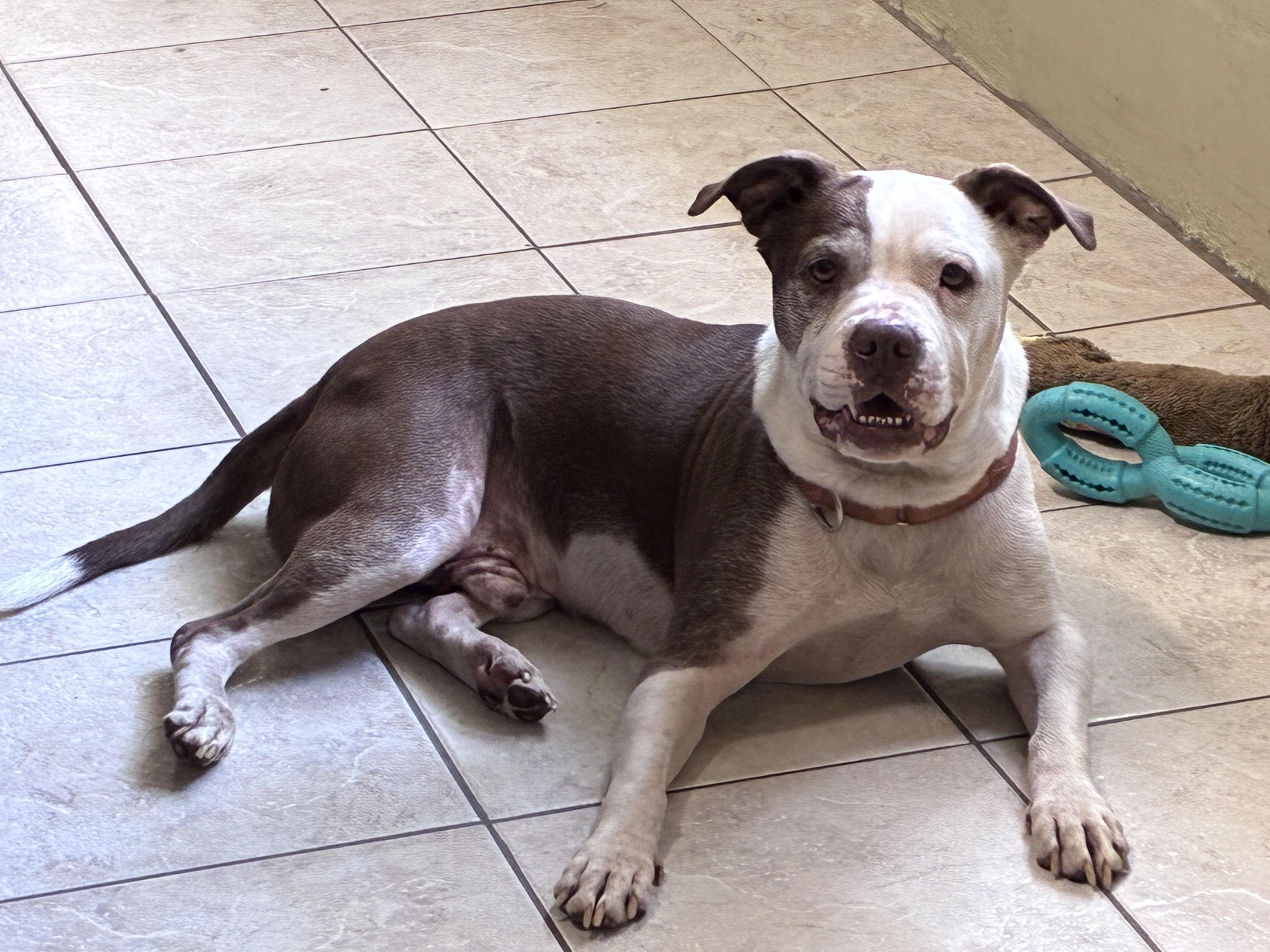 Brick, Adoptable, Adult Male Boxer.