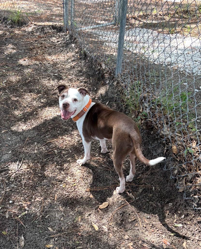 Brick, Adoptable, Adult Male Boxer.