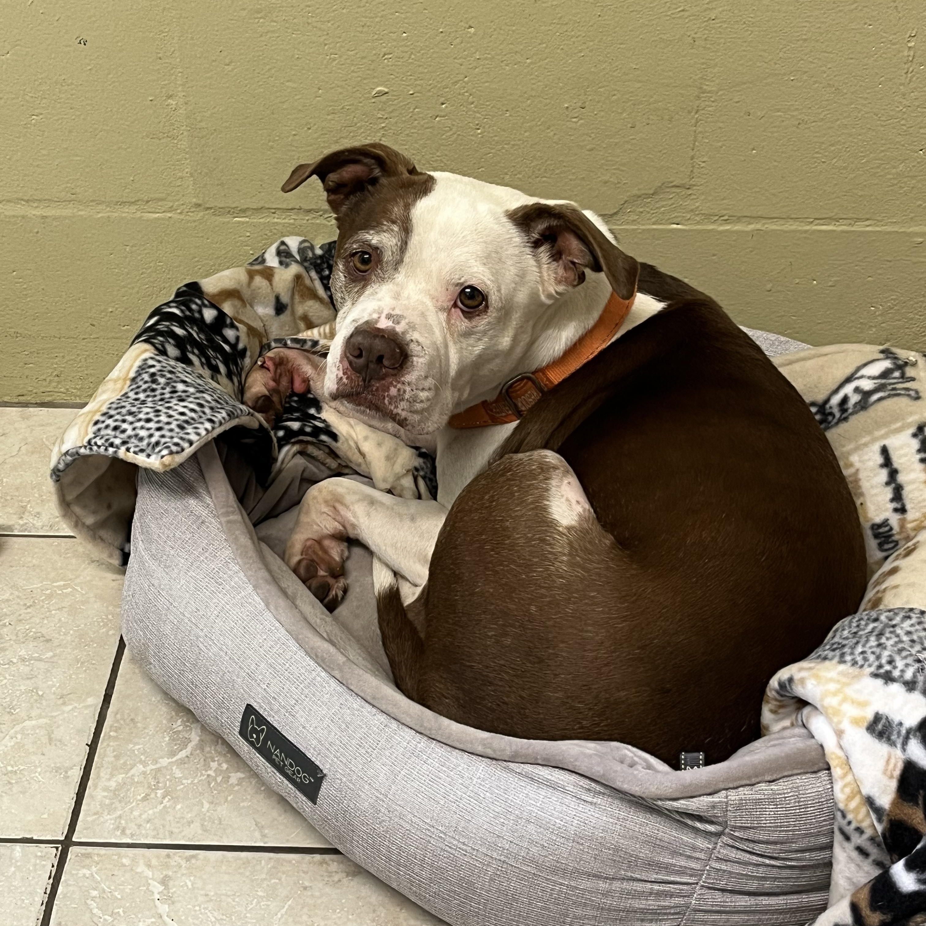 Enlarge Brick, a Adoptable mixed breed in Ruskin, FL image 3/6