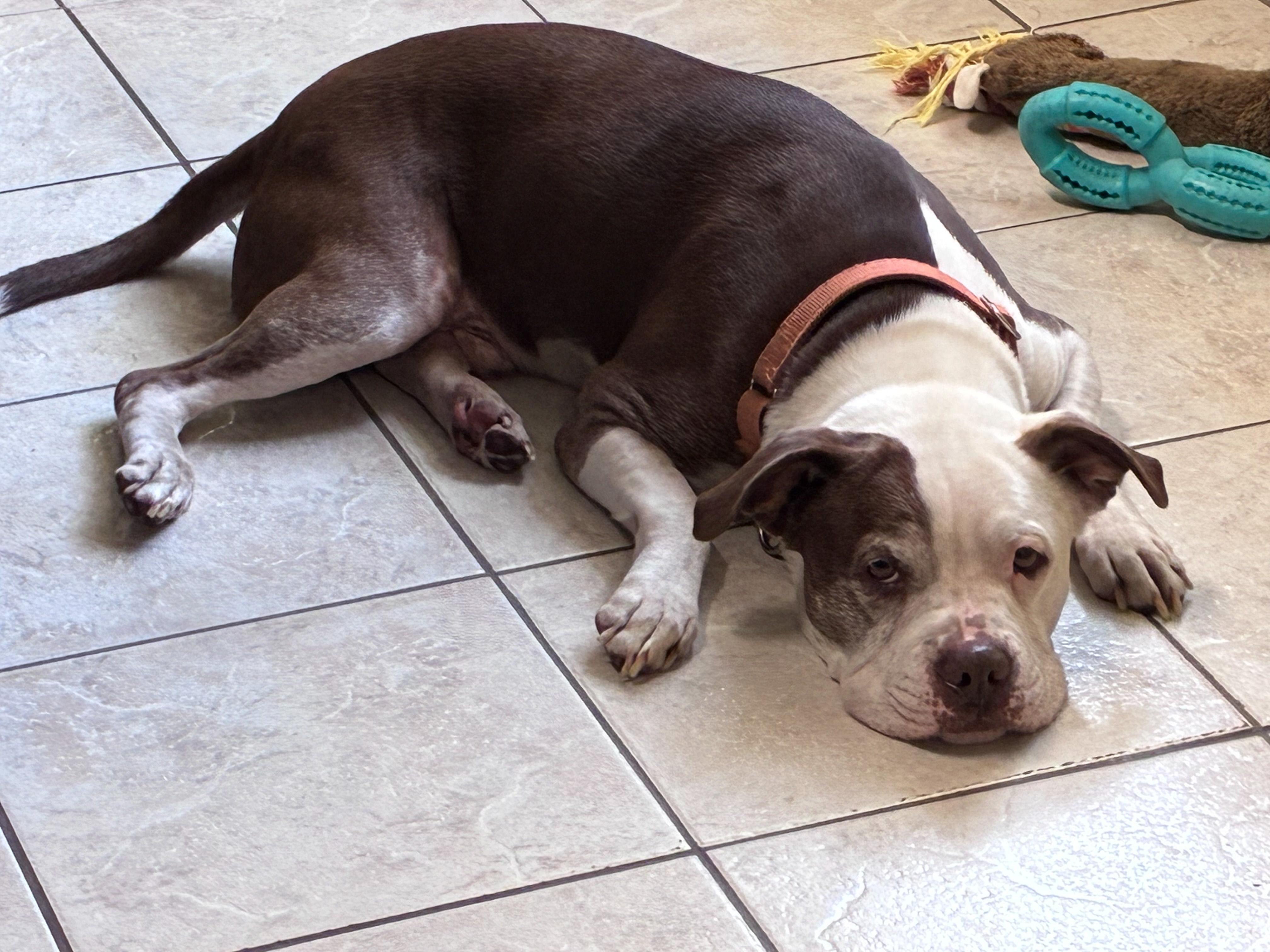 Enlarge Brick, a Adoptable mixed breed in Ruskin, FL image 5/6