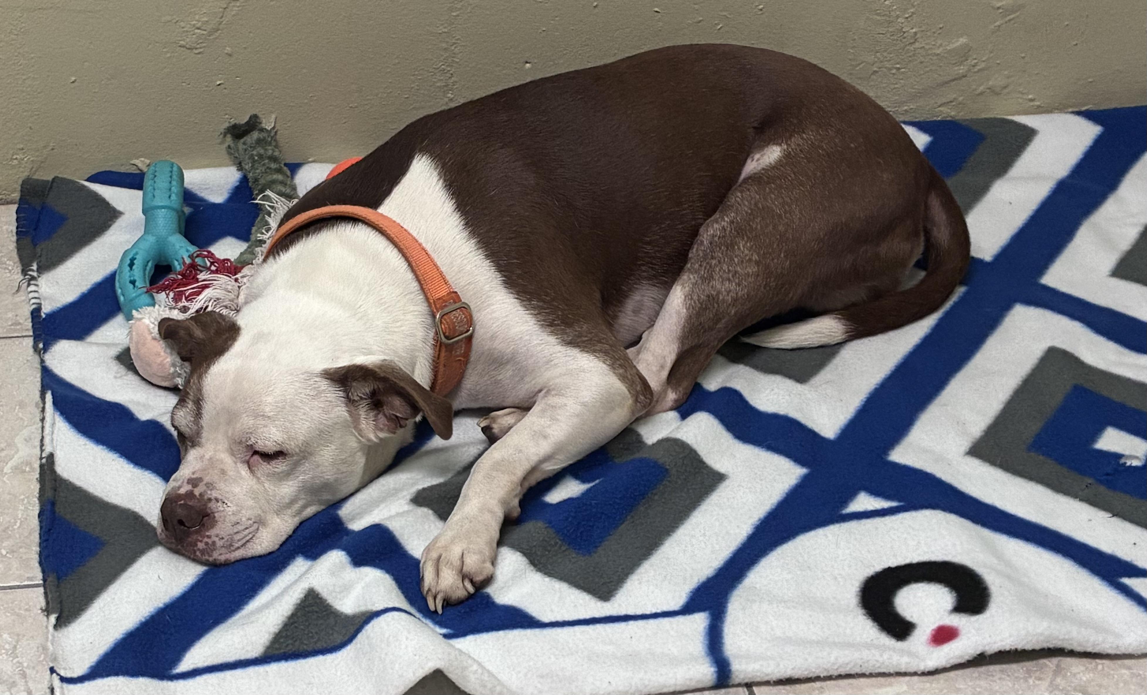 Enlarge Brick, a Adoptable mixed breed in Ruskin, FL image 4/6