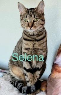 Selena, Adoptable, Kitten Female Domestic Short Hair & Exotic Shorthair.