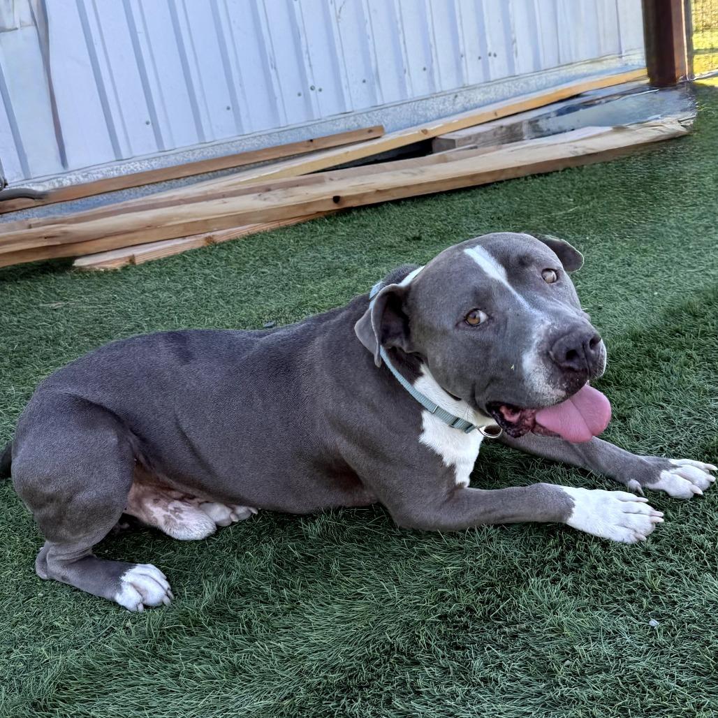 Enlarge Murphy, a Adoptable American Staffordshire Terrier in Creston, CA image 2/6